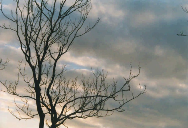 tree & sky 03