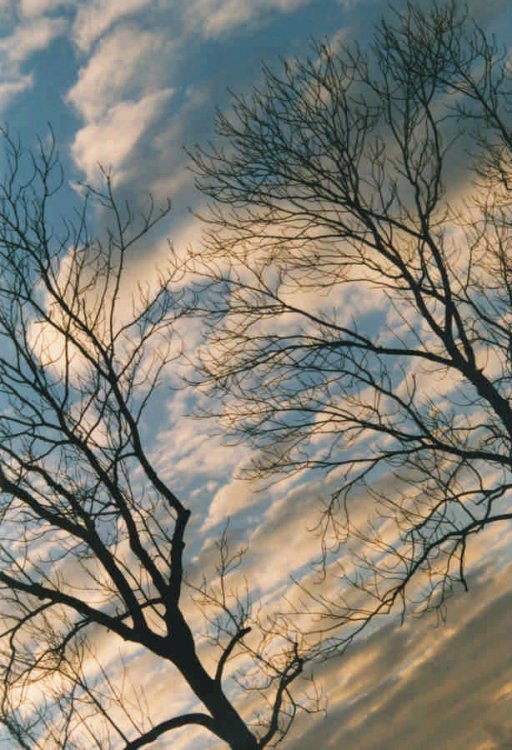 tree & sky 06