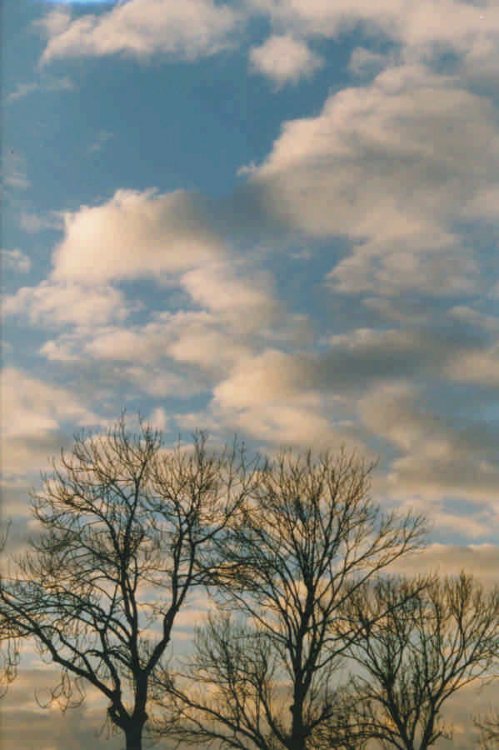 tree & sky 08