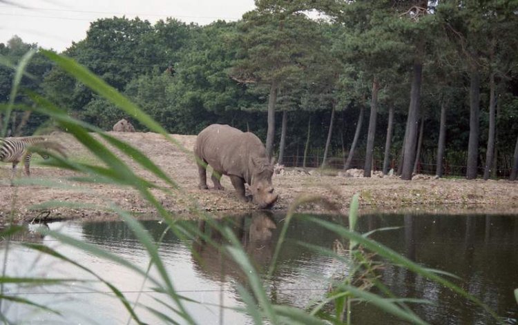 rhino drinking