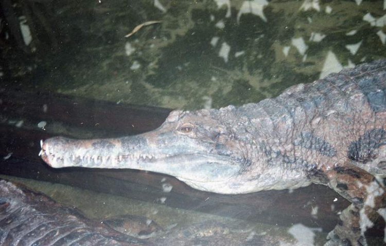slender-snouted crocodile