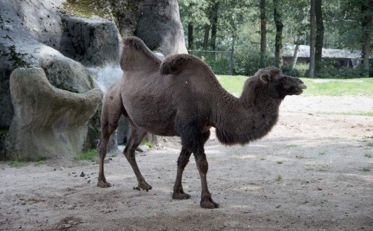 walking camel
